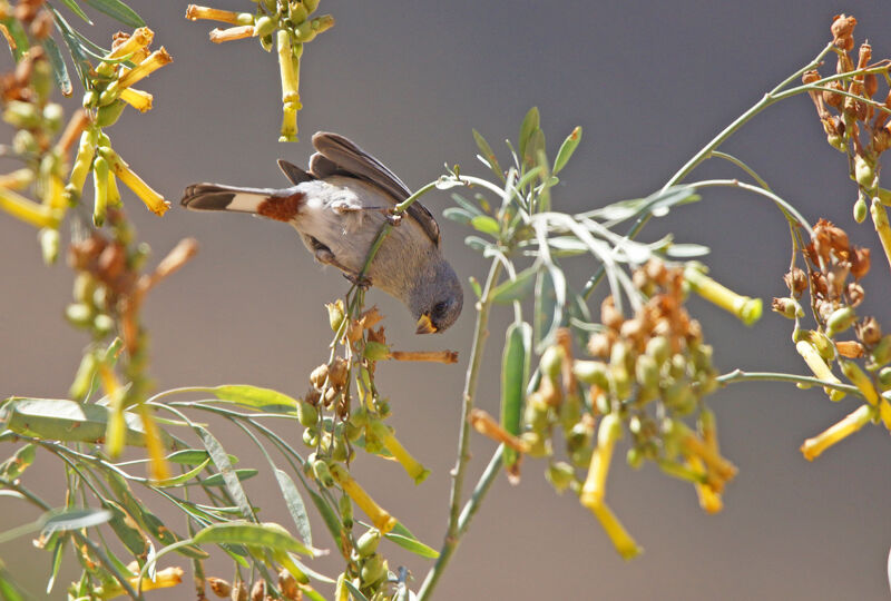 Band-tailed Seedeater