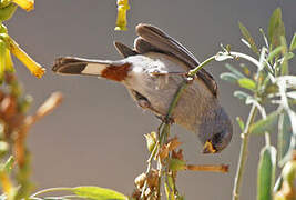 Band-tailed Seedeater