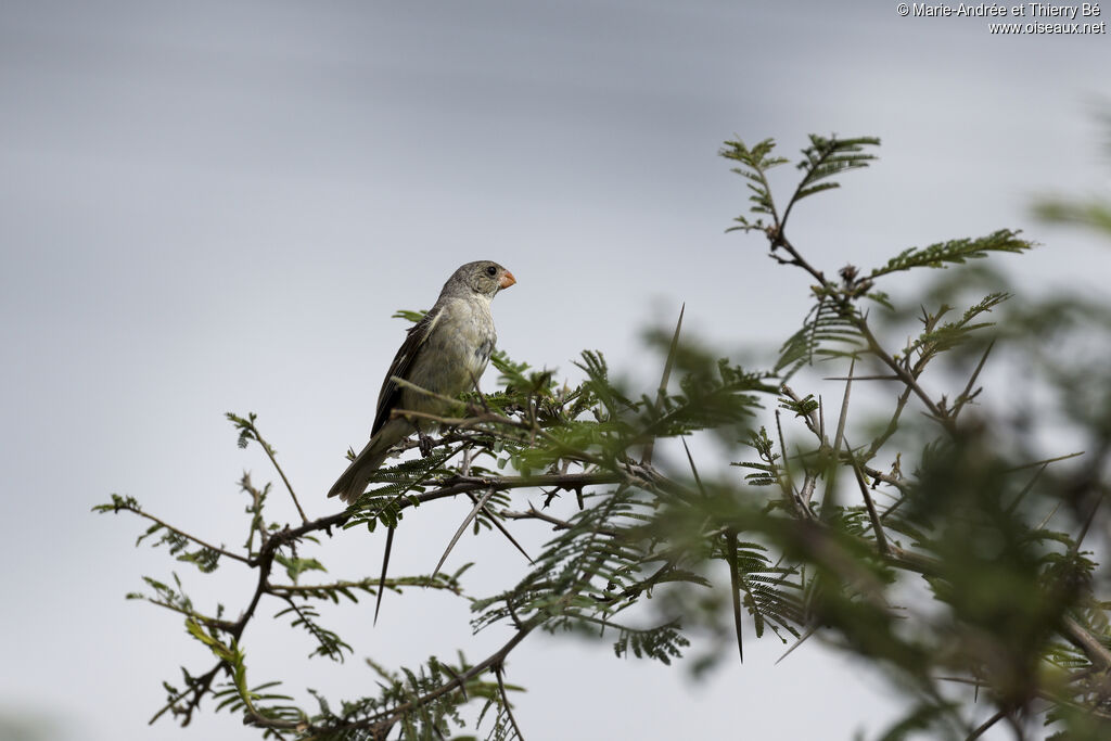 Plain-colored Seedeater