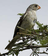 Plain-colored Seedeater