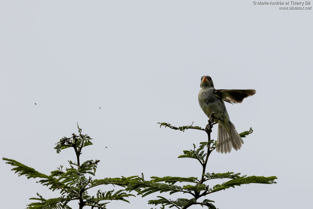 Plain-colored Seedeater