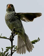 Plain-colored Seedeater