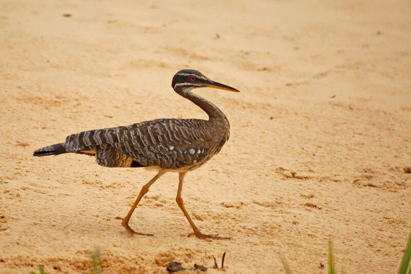 Sunbittern