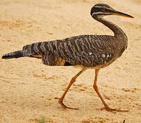 Sunbittern