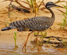 Sunbittern