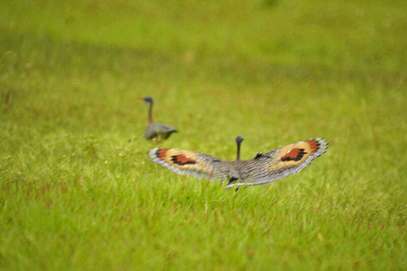 Sunbittern