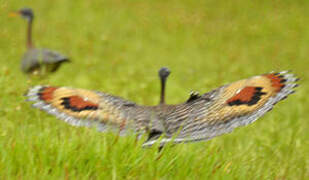 Sunbittern