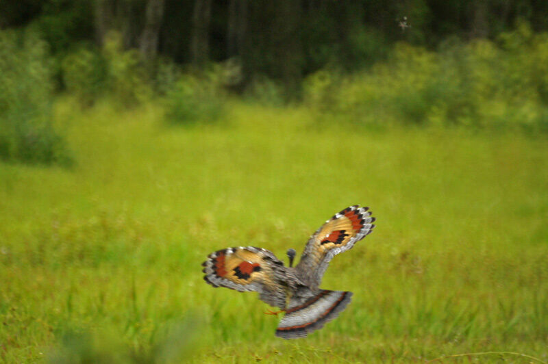 Sunbittern