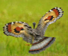 Sunbittern