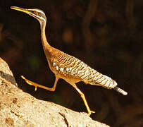 Sunbittern