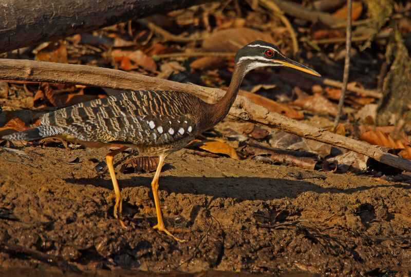 Sunbittern