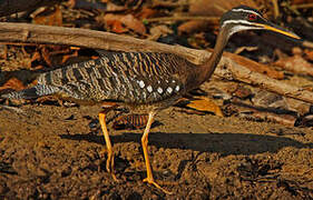 Sunbittern