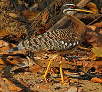 Sunbittern