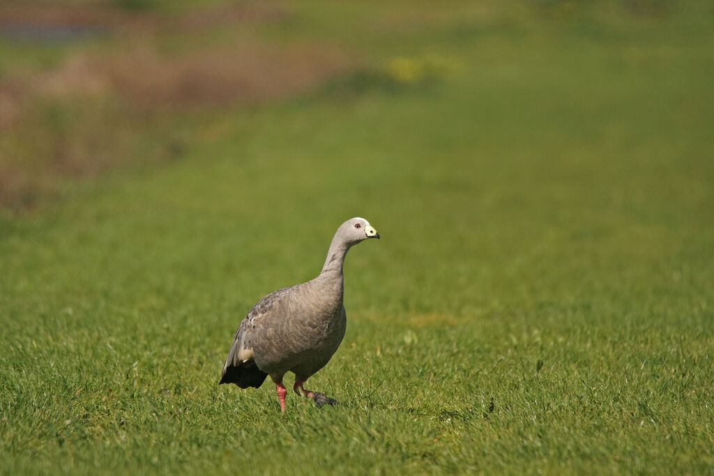 Cape Barren Goose