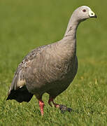 Cape Barren Goose