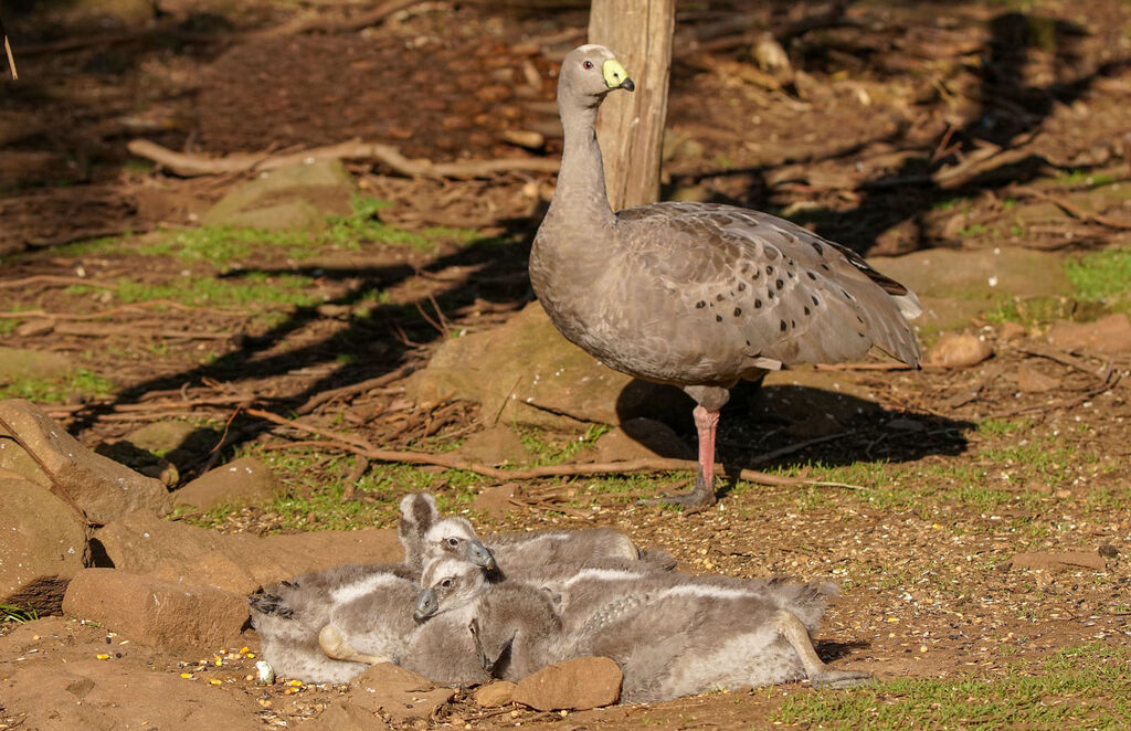 Cape Barren Goose