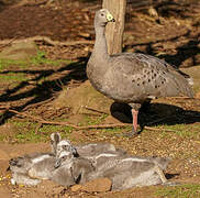 Cape Barren Goose