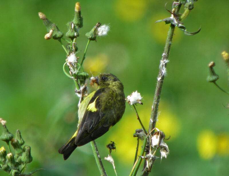 Chardonneret à ventre jaune