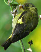 Yellow-bellied Siskin