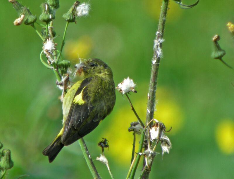 Yellow-bellied Siskin