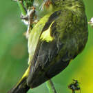 Chardonneret à ventre jaune