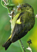 Yellow-bellied Siskin