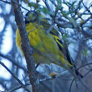 Hooded Siskin