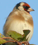 European Goldfinch