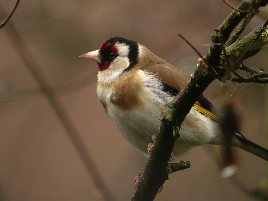 Chardonneret élégant