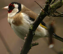 European Goldfinch