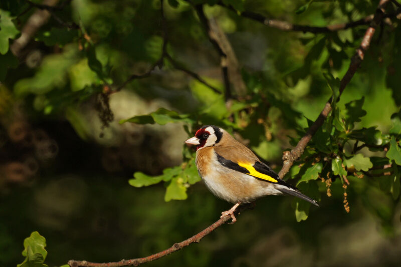 European Goldfinch