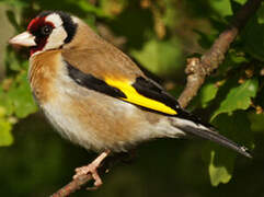 European Goldfinch