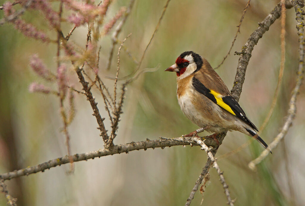 Chardonneret élégant