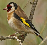 European Goldfinch