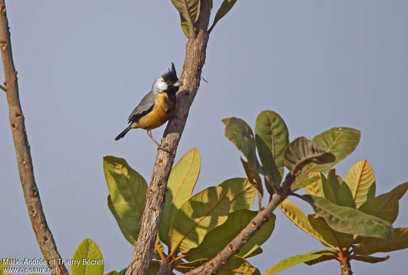 Coal-crested Finch male adult, habitat, pigmentation