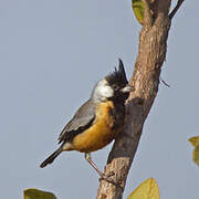 Coal-crested Finch