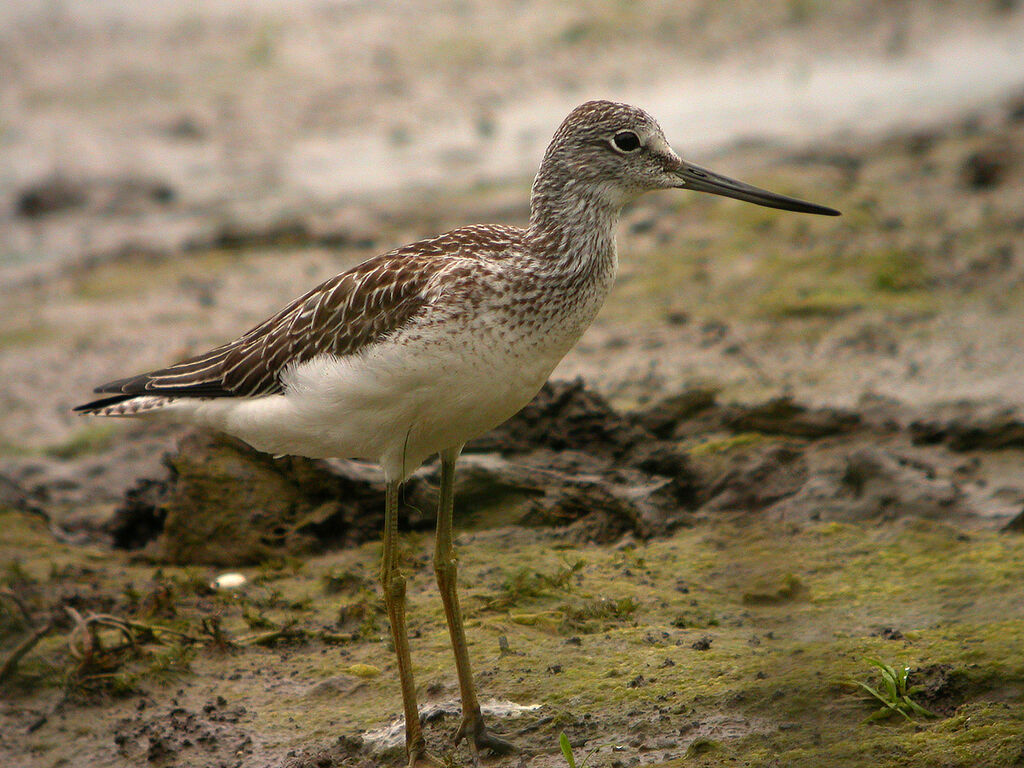 Common Greenshank