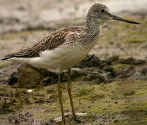 Common Greenshank