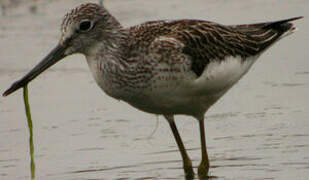 Common Greenshank