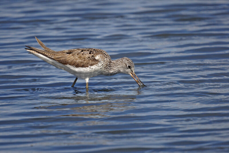 Common Greenshank