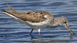 Common Greenshank