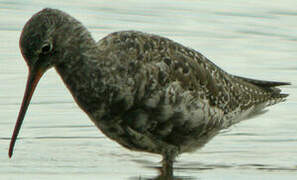 Spotted Redshank