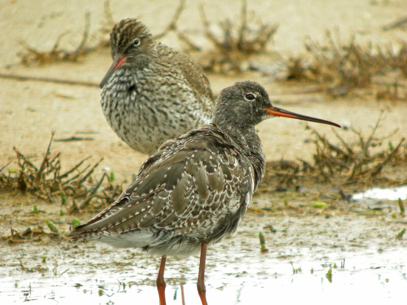 Spotted Redshank