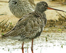 Spotted Redshank