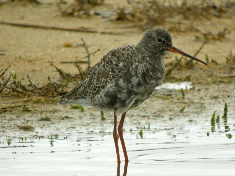 Spotted Redshank