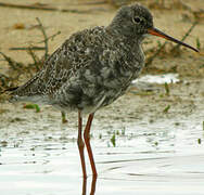 Spotted Redshank