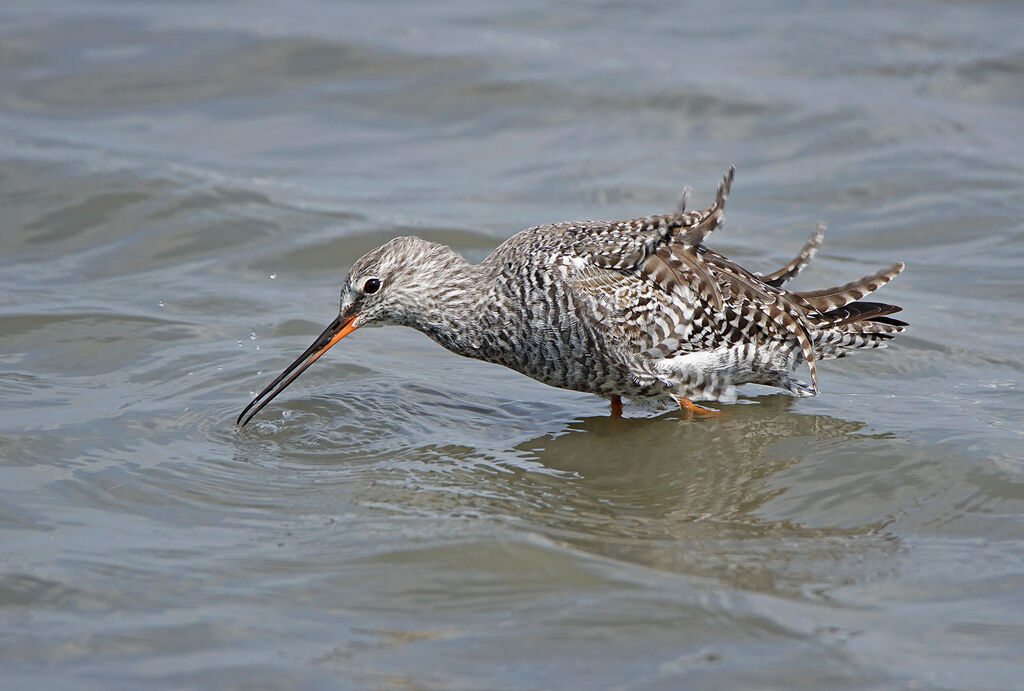 Spotted Redshank