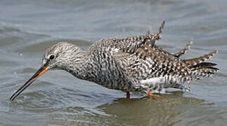 Spotted Redshank