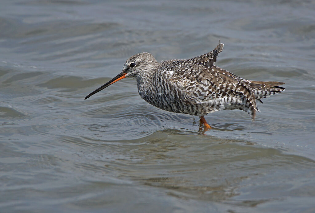 Spotted Redshank