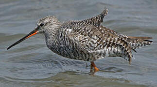 Spotted Redshank